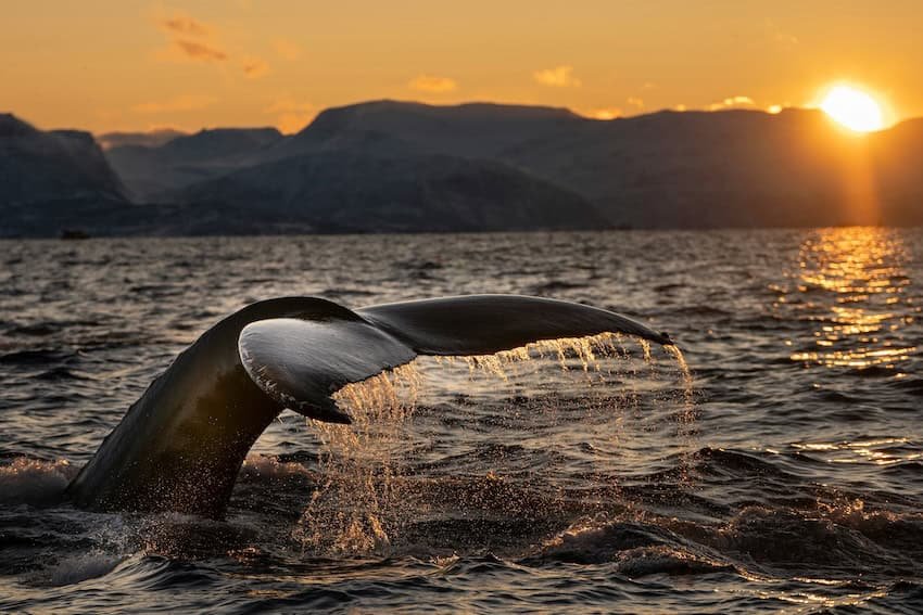 Ballena mirando hacer y no hacer