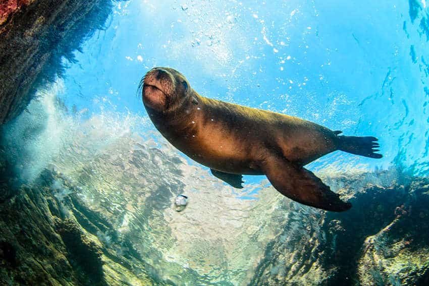 El Proyecto Dos Mares busca establecer una nueva reserva marina de Baja California Sur