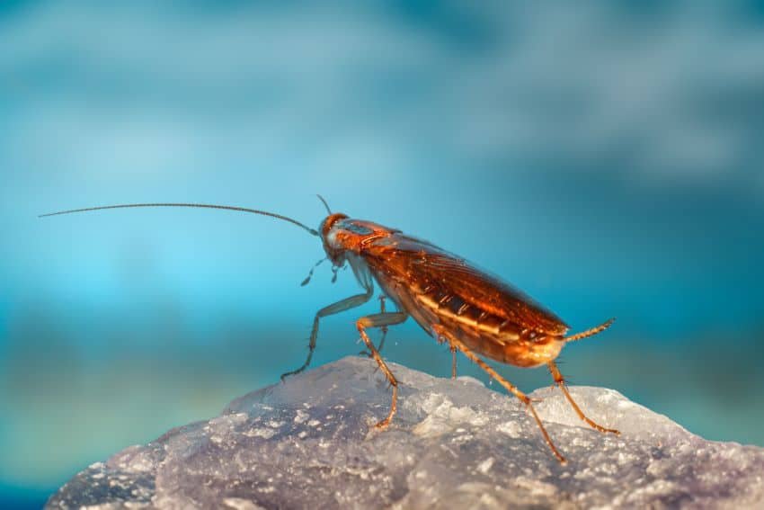 Este día de San Valentín, alimenta a tu cucaracha ex a los animales en el zoológico de Nuevo Laredo