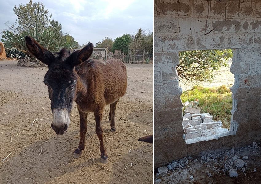 Problemas en Burrolandia: robo de burro reportado en el estado de México