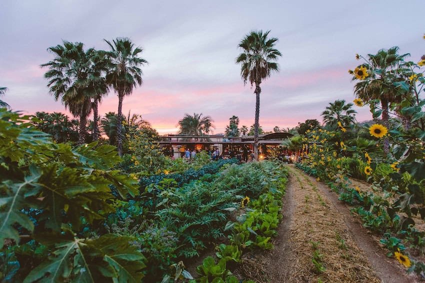 Un día perfecto en San José del Cabo: una guía para la visita por excelencia las 24 horas