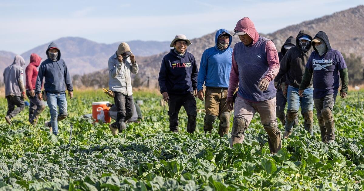 Los grupos agrícolas de California buscan estabilizar la fuerza laboral en medio de la represión de la inmigración ilegal