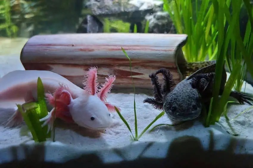 Buenas noticias para axolotls: el estudio encuentra obras de cría cautiva, que brindan esperanza para el futuro de la especie