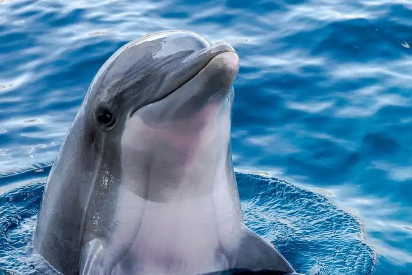 El Senado mexicano aprueba por unanimidad la prohibición de los espectáculos de delfines