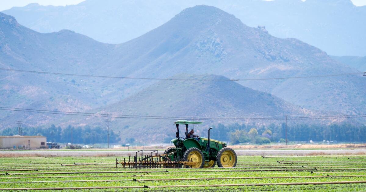A medida que se lanza la temporada de la cosecha de verano, la confusión y la incertidumbre cuelgan sobre los campos de California