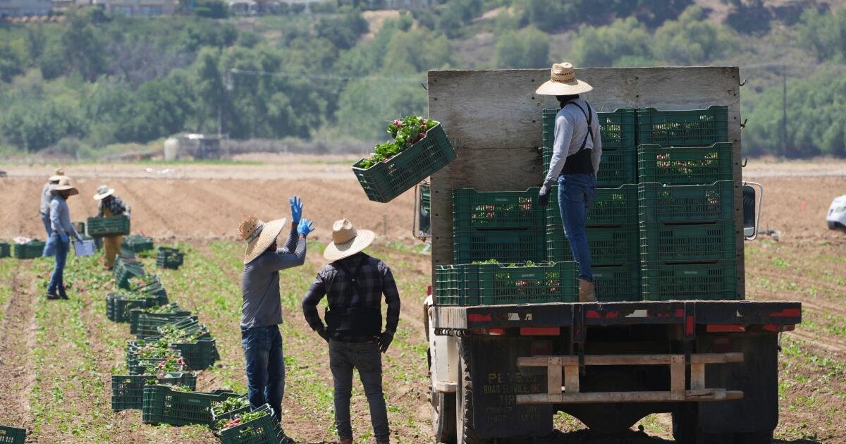 Las redadas de inmigración amenazan a las empresas que suministran alimentos de Estados Unidos, dicen las oficinas agrícolas