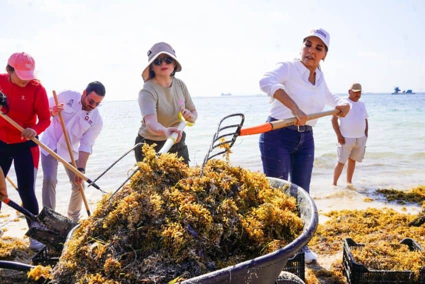 ¿Es Sargassum un problema hoy a lo largo de la costa de Roo de Quintana? Si y no
