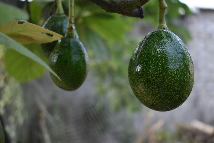 Brasil para importar aguacates de México, desbloqueando un mercado de más de 200 millones