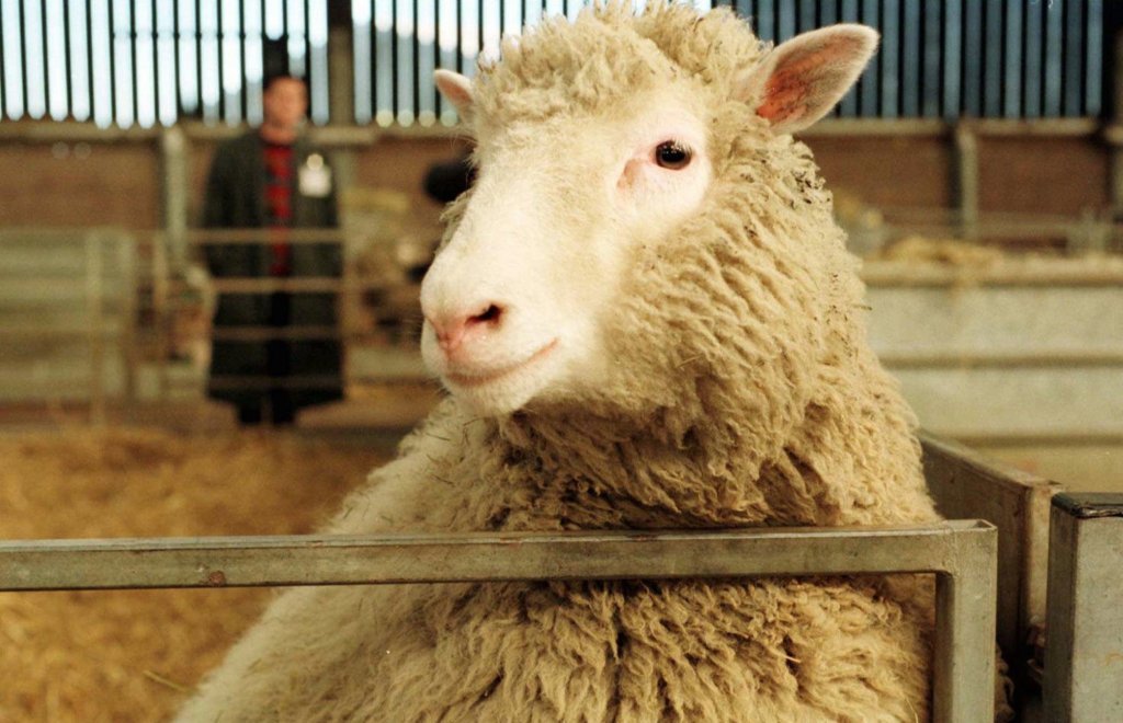 Hoy en la historia: 5 de julio, Dolly las ovejas nacidas en el avance de la clonación