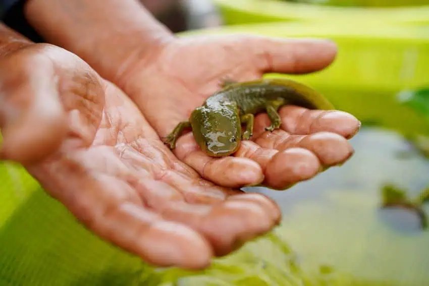 Los pescadores de los pescadores del lago Pátzcuaro responden a la llamada para rescatar el acoco, el primo en peligro de extinción de Axolotl