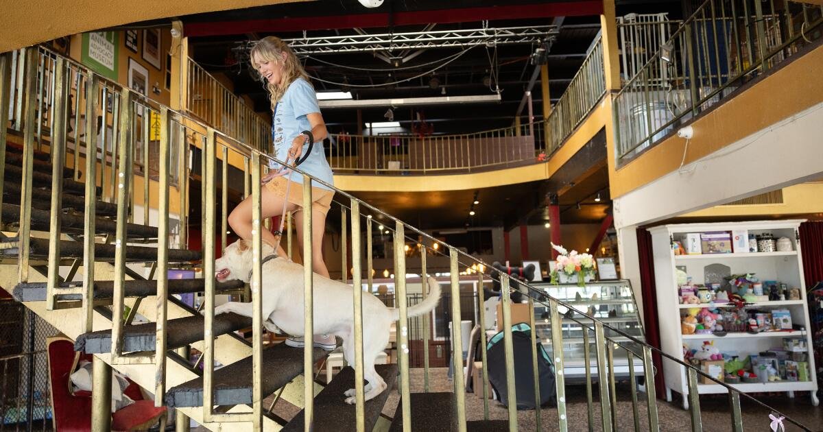 Las redadas de hielo dejan a algunos gatos de Los Ángeles y perros sin hogar
