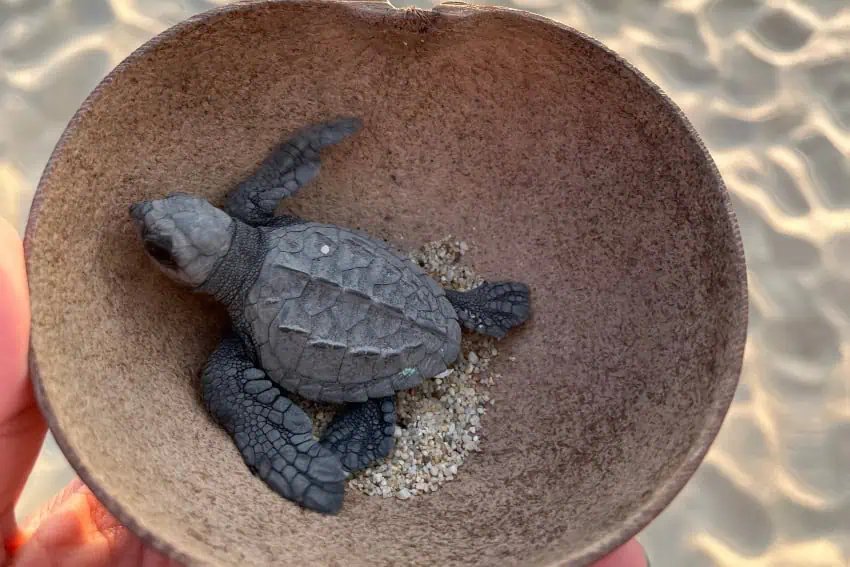A dónde viajar en México 2025 Guía: entusiastas de la vida silvestre