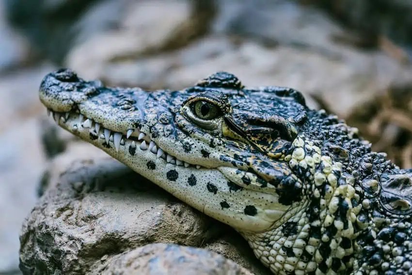 La nueva campaña bilingüe tiene como objetivo poner fin a la crueldad hacia los cocodrilos en Puerto Vallarta