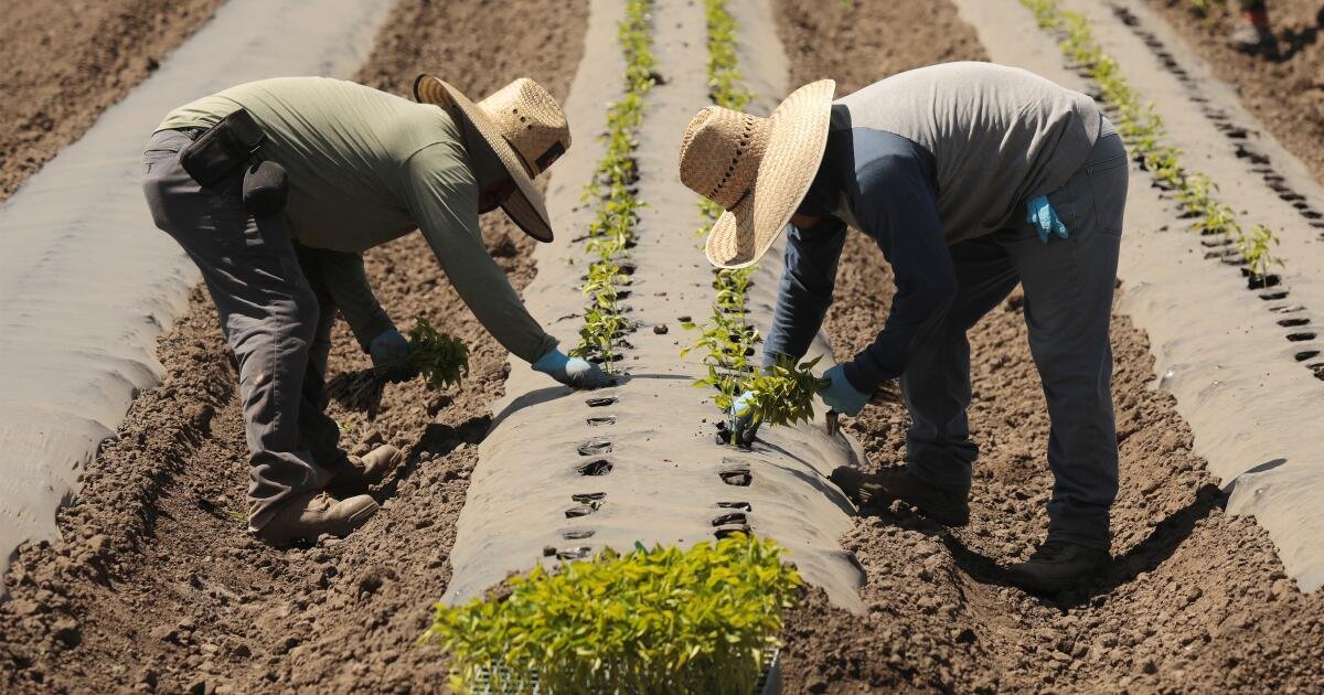 La ley de seguridad térmica no es suficiente. Los trabajadores agrícolas siguen muriendo cada verano