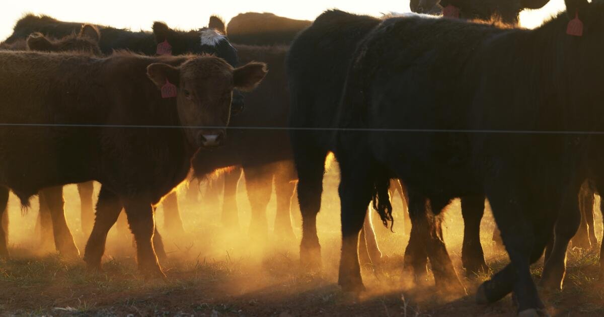 Por qué las hamburguesas cuestan tanto en este momento
