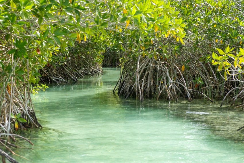 Si amas los manantiales naturales de Florida, te encantará el salvaje Sian Ka'an de Yucatán