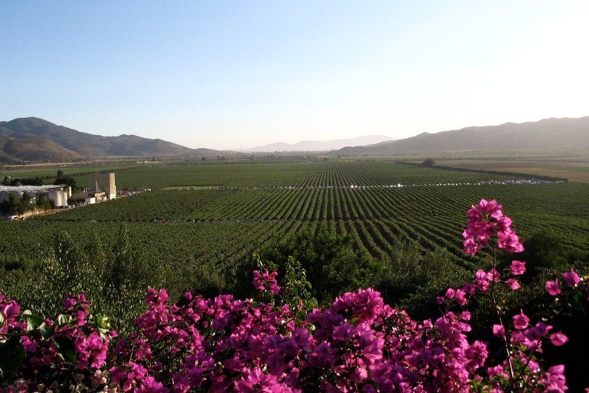 Si te gustan las regiones vinícolas de la Toscana, entonces te encantará el Valle de Guadalupe en México