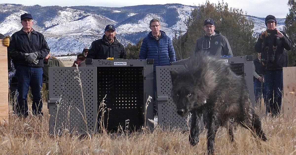 La administración Trump dice que los lobos de Colorado deben venir de EE. UU., no de Canadá