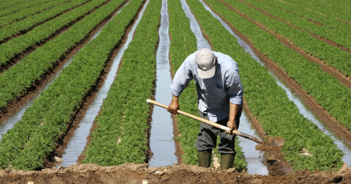 Por qué las regiones agrícolas del sur de California se están convirtiendo en puntos críticos para los trabajadores agrícolas