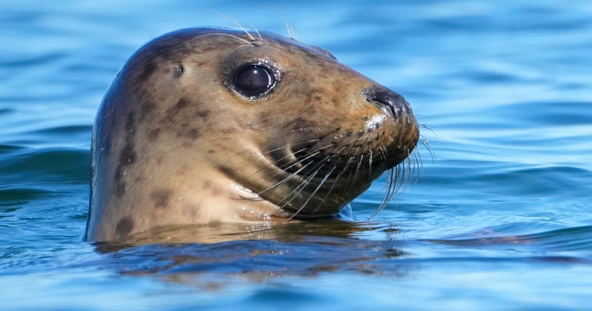 Los republicanos pretenden debilitar una ley de 50 años que protege a las ballenas, las focas y los osos polares