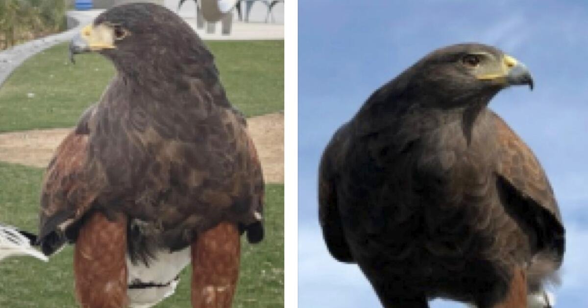 Bubba, uno de los dos halcones robados del estadio Sofi, se encuentra seguro. Alice sigue faltando