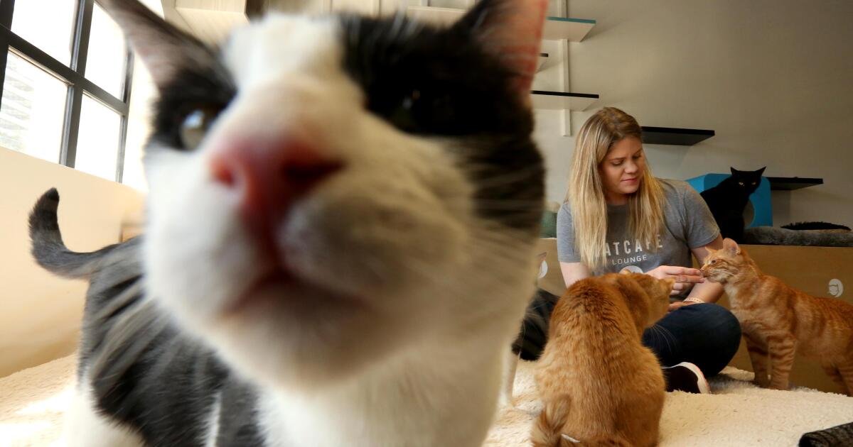 California prohíbe quitarles las garras a los gatos según una nueva ley