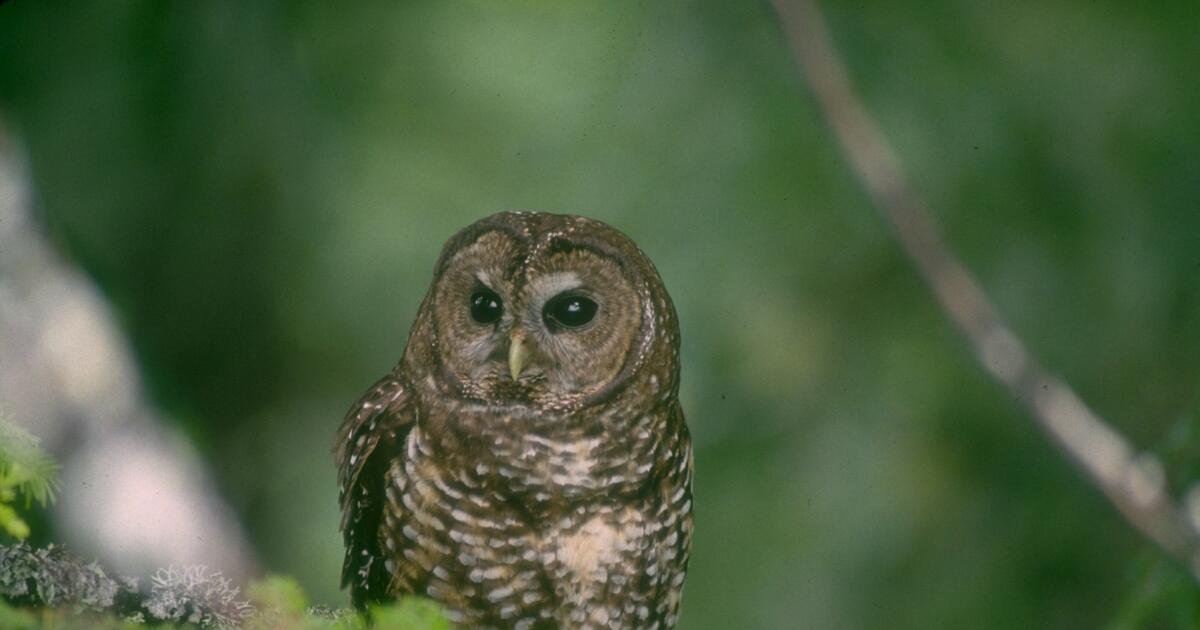 El plan para matar 450.000 búhos supera un importante obstáculo con republicanos a favor y en contra