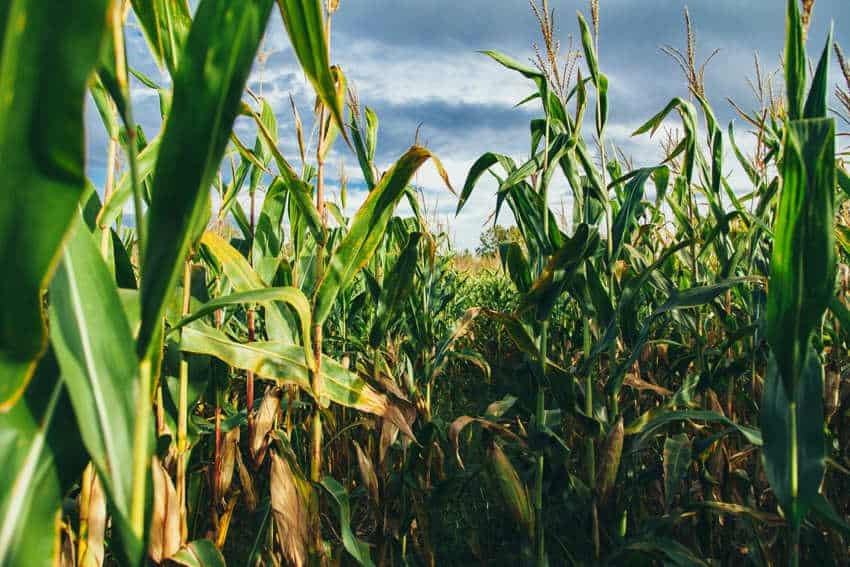 Close-up of green corn stalks and tassels in a field under a cloudy sky, illustrating the modern result of the evolution of corn from teosinte.
