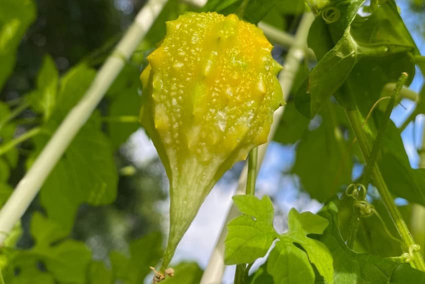 Bitter melon