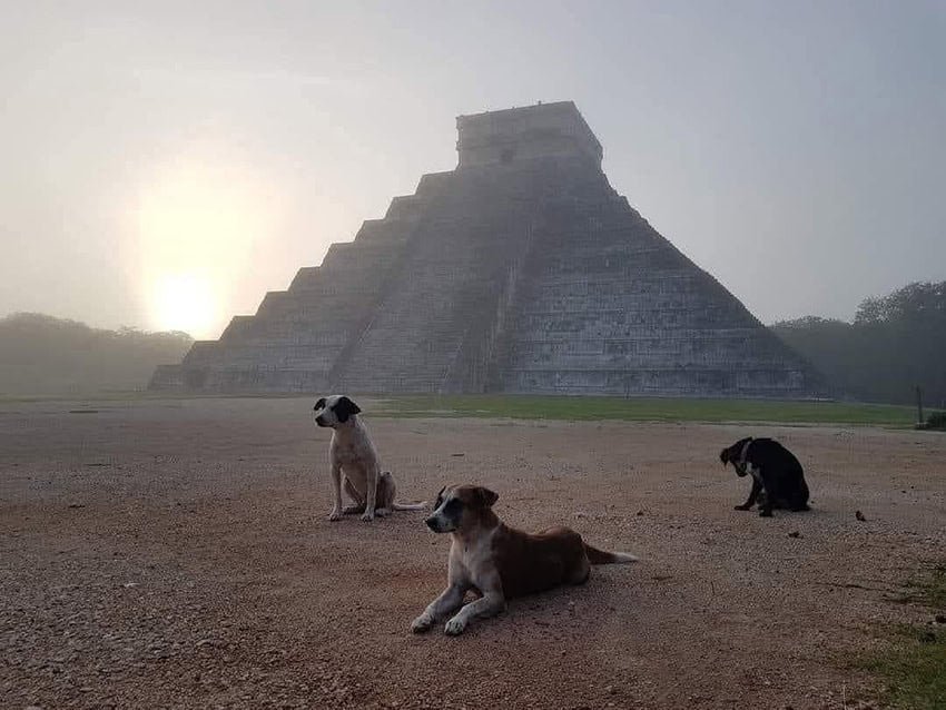 Three dogs sit in front of the pyramid of Chichén Itzá