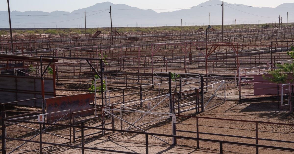La prohibición del ganado en la frontera provoca escasez de carne y cierres de plantas