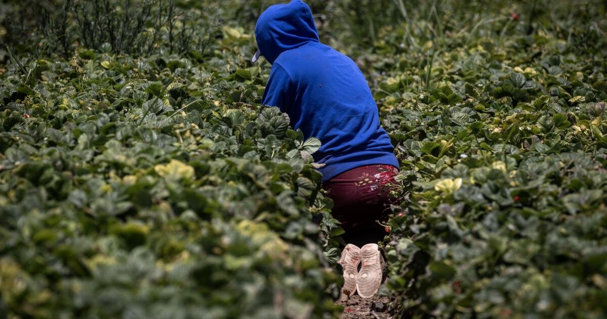 Para proteger a los trabajadores agrícolas menores de edad, California amplía la supervisión de las condiciones del campo